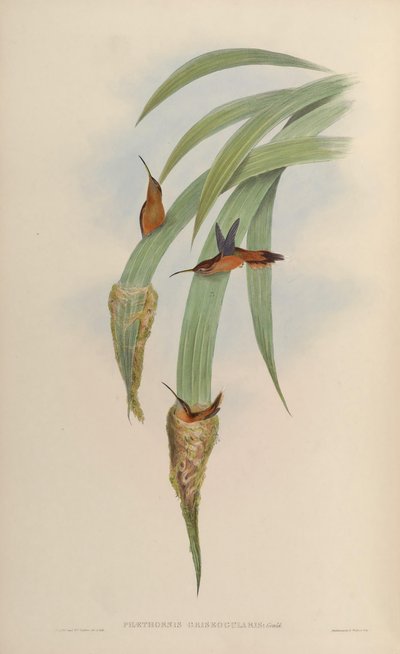 Phaethornis griseogularis von John Gould